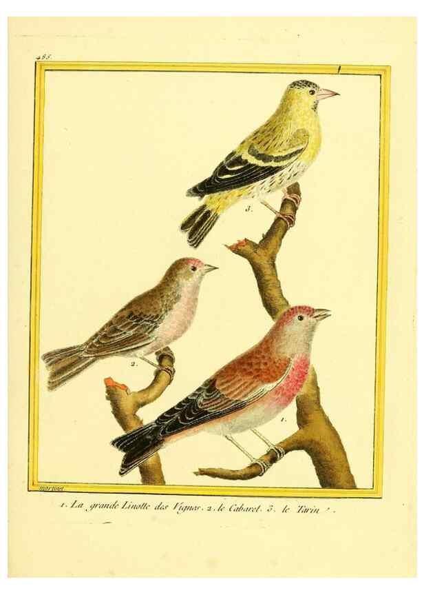 Reproducción/Reproduction 49639846661: Planches enluminées d'histoire naturelle. Paris? :s.n.,1765-1783?. 