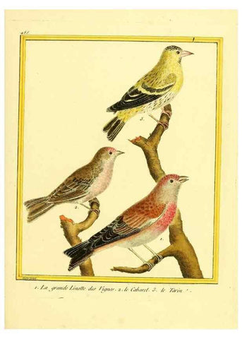 Reproducción/Reproduction 49639846661: Planches enluminées d'histoire naturelle. Paris? :s.n.,1765-1783?. 