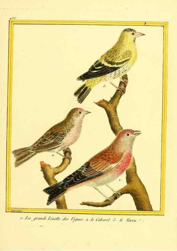 Reproducción/Reproduction 49639846661: Planches enluminées d'histoire naturelle. Paris? :s.n.,1765-1783?. 
