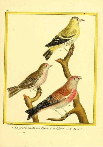 Reproducción/Reproduction 49639846661: Planches enluminées d'histoire naturelle. Paris? :s.n.,1765-1783?. 