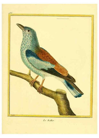 Reproducción/Reproduction 49639321893: Planches enluminées d'histoire naturelle. Paris? :s.n.,1765-1783?. 