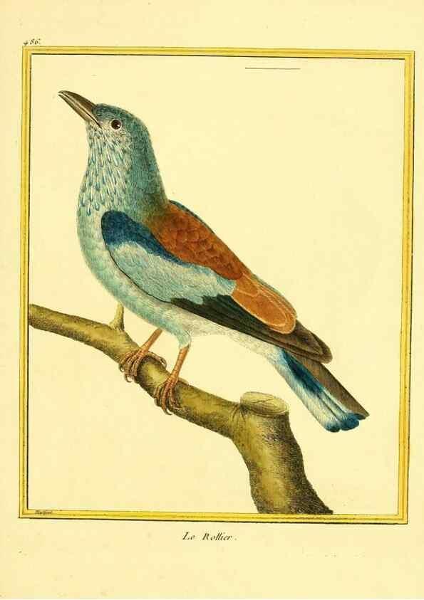 Reproducción/Reproduction 49639321893: Planches enluminées d'histoire naturelle. Paris? :s.n.,1765-1783?. 
