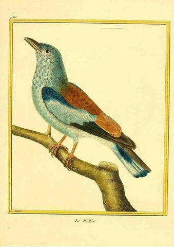 Reproducción/Reproduction 49639321893: Planches enluminées d'histoire naturelle. Paris? :s.n.,1765-1783?. 