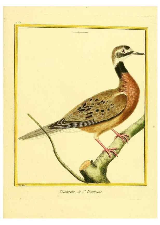Reproducción/Reproduction 49639847271: Planches enluminées d'histoire naturelle. Paris? :s.n.,1765-1783?. 