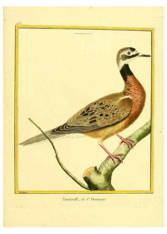 Reproducción/Reproduction 49639847271: Planches enluminées d'histoire naturelle. Paris? :s.n.,1765-1783?. 