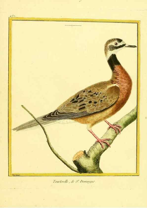 Reproducción/Reproduction 49639847271: Planches enluminées d'histoire naturelle. Paris? :s.n.,1765-1783?. 