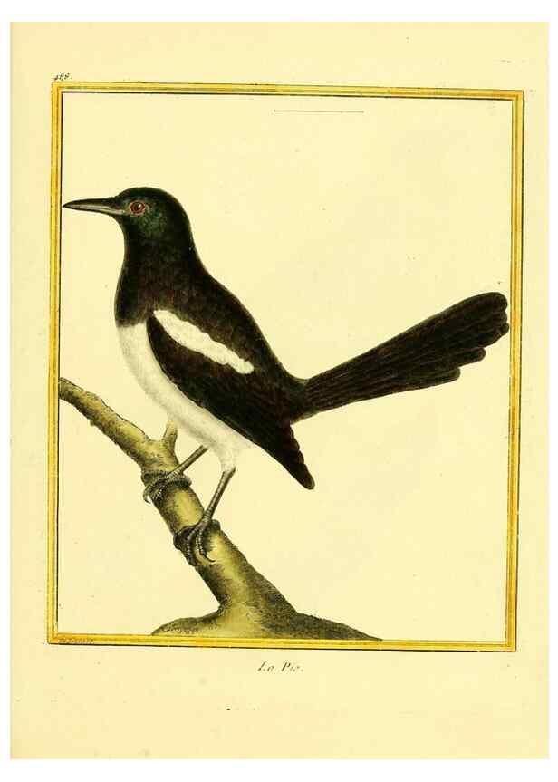 Reproducción/Reproduction 49639847601: Planches enluminées d'histoire naturelle. Paris? :s.n.,1765-1783?. 