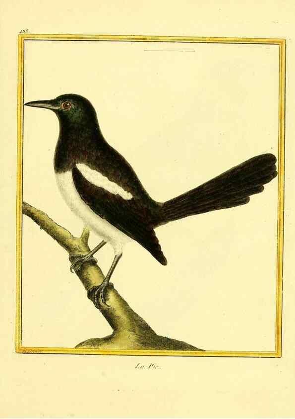 Reproducción/Reproduction 49639847601: Planches enluminées d'histoire naturelle. Paris? :s.n.,1765-1783?. 