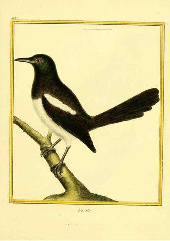 Reproducción/Reproduction 49639847601: Planches enluminées d'histoire naturelle. Paris? :s.n.,1765-1783?. 