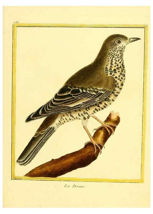 Reproducción/Reproduction 49639322693: Planches enluminées d'histoire naturelle. Paris? :s.n.,1765-1783?. 