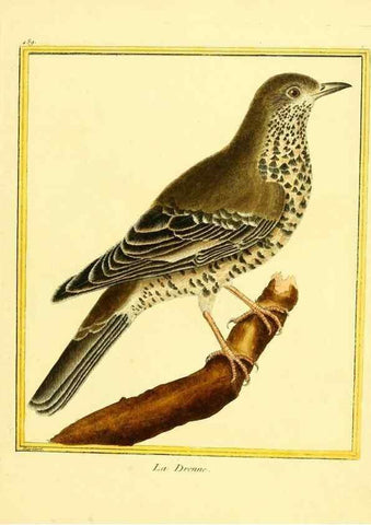 Reproducción/Reproduction 49639322693: Planches enluminées d'histoire naturelle. Paris? :s.n.,1765-1783?. 