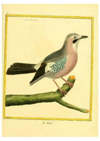 Reproducción/Reproduction 49639845576: Planches enluminées d'histoire naturelle. Paris? :s.n.,1765-1783?. 