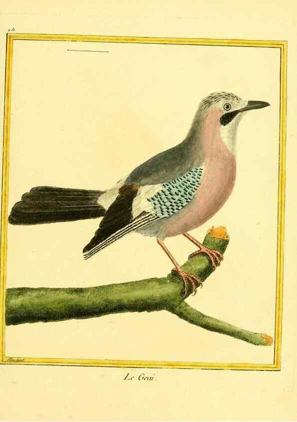 Reproducción/Reproduction 49639845576: Planches enluminées d'histoire naturelle. Paris? :s.n.,1765-1783?. 