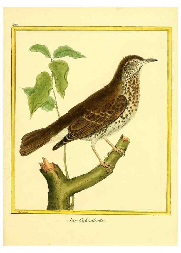Reproducción/Reproduction 49639322913: Planches enluminées d'histoire naturelle. Paris? :s.n.,1765-1783?. 