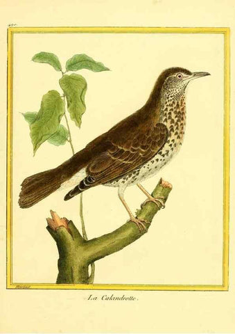 Reproducción/Reproduction 49639322913: Planches enluminées d'histoire naturelle. Paris? :s.n.,1765-1783?. 