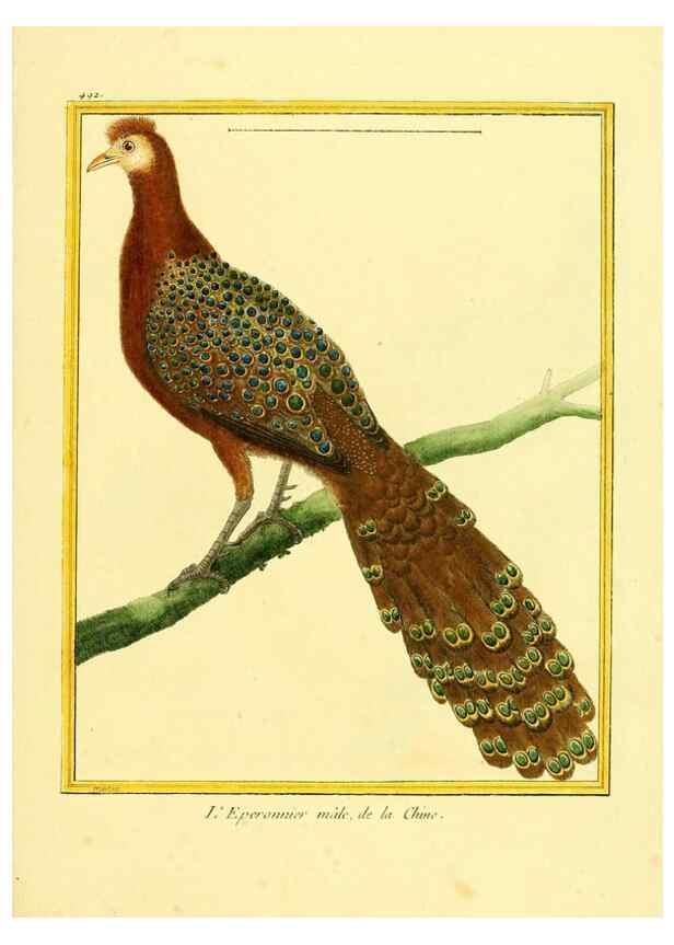 Reproducción/Reproduction 49640121732: Planches enluminées d'histoire naturelle. Paris? :s.n.,1765-1783?. 