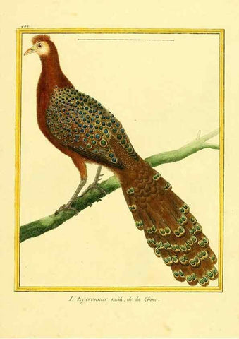 Reproducción/Reproduction 49640121732: Planches enluminées d'histoire naturelle. Paris? :s.n.,1765-1783?. 