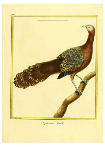 Reproducción/Reproduction 49639848891: Planches enluminées d'histoire naturelle. Paris? :s.n.,1765-1783?. 