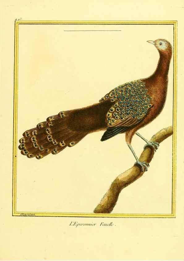 Reproducción/Reproduction 49639848891: Planches enluminées d'histoire naturelle. Paris? :s.n.,1765-1783?. 