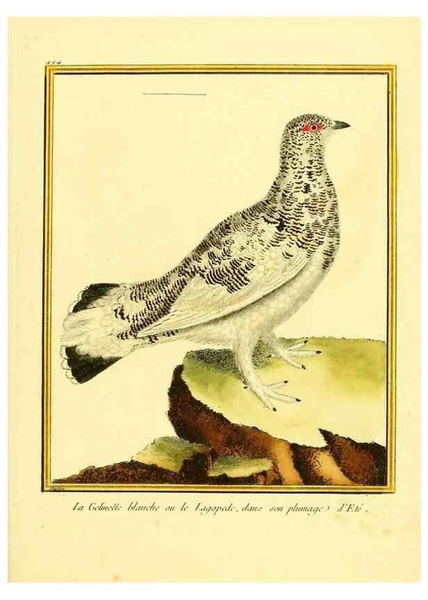 Reproducción/Reproduction 49639849156: Planches enluminées d'histoire naturelle. Paris? :s.n.,1765-1783?. 