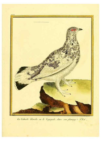 Reproducción/Reproduction 49639849156: Planches enluminées d'histoire naturelle. Paris? :s.n.,1765-1783?. 