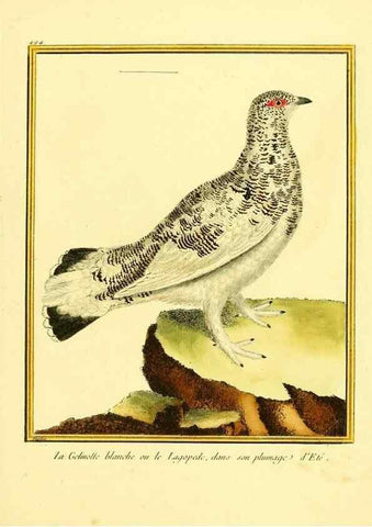 Reproducción/Reproduction 49639849156: Planches enluminées d'histoire naturelle. Paris? :s.n.,1765-1783?. 