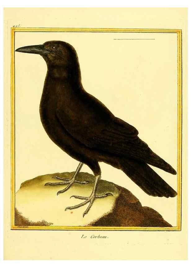 Reproducción/Reproduction 49639849436: Planches enluminées d'histoire naturelle. Paris? :s.n.,1765-1783?. 