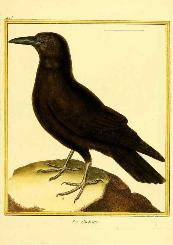Reproducción/Reproduction 49639849436: Planches enluminées d'histoire naturelle. Paris? :s.n.,1765-1783?. 