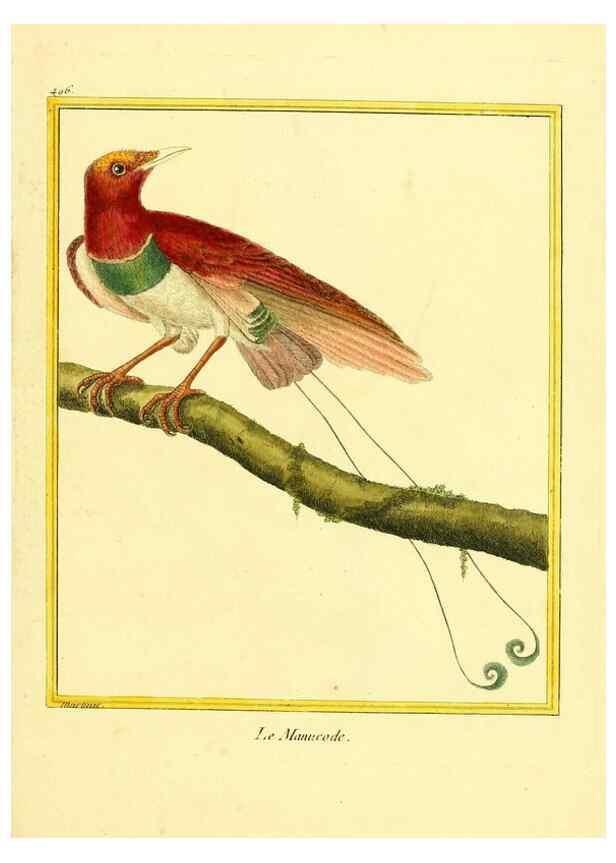 Reproducción/Reproduction 49639324453: Planches enluminées d'histoire naturelle. Paris? :s.n.,1765-1783?. 