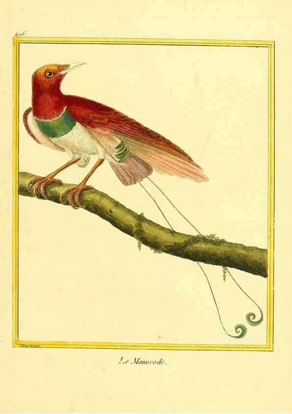 Reproducción/Reproduction 49639324453: Planches enluminées d'histoire naturelle. Paris? :s.n.,1765-1783?. 