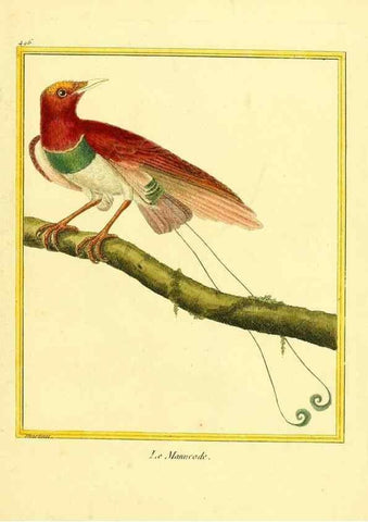Reproducción/Reproduction 49639324453: Planches enluminées d'histoire naturelle. Paris? :s.n.,1765-1783?. 