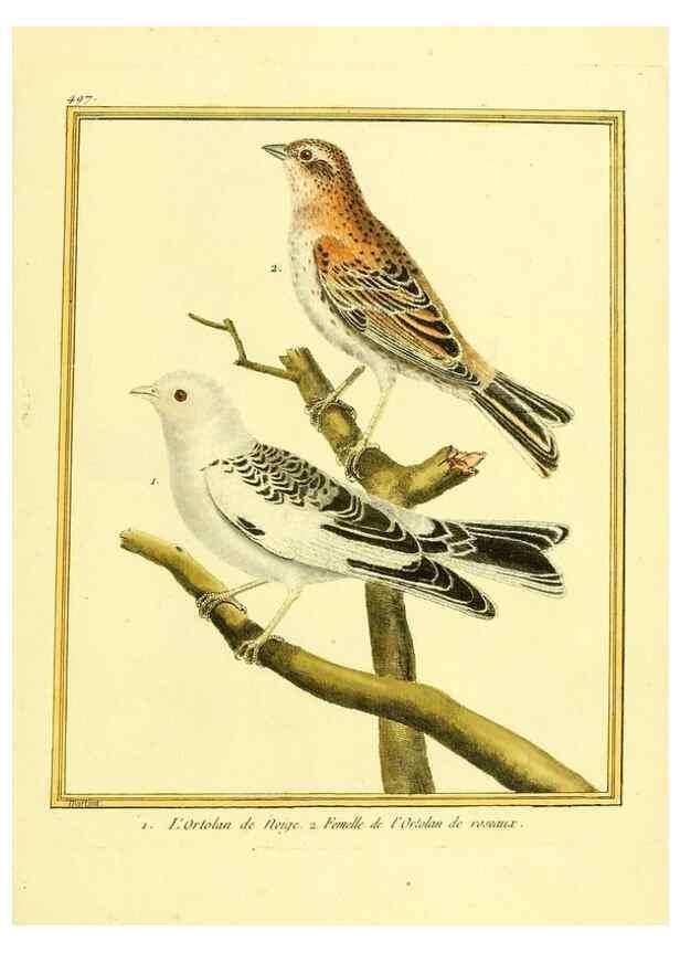 Reproducción/Reproduction 49639324623: Planches enluminées d'histoire naturelle. Paris? :s.n.,1765-1783?. 