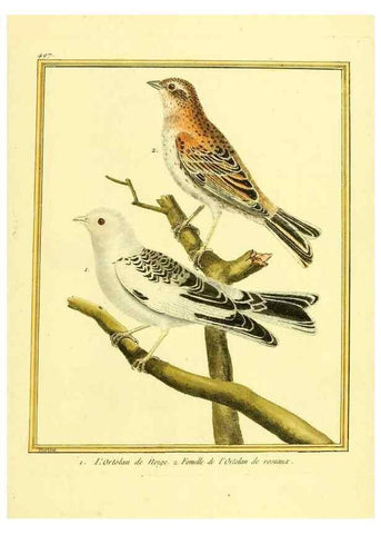 Reproducción/Reproduction 49639324623: Planches enluminées d'histoire naturelle. Paris? :s.n.,1765-1783?. 