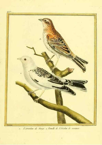 Reproducción/Reproduction 49639324623: Planches enluminées d'histoire naturelle. Paris? :s.n.,1765-1783?. 