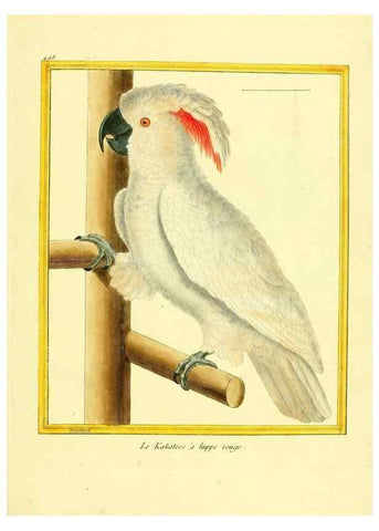 Reproducción/Reproduction 49640123207: Planches enluminées d'histoire naturelle. Paris? :s.n.,1765-1783?. 