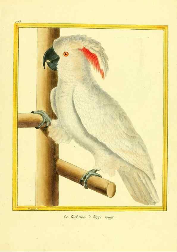 Reproducción/Reproduction 49640123207: Planches enluminées d'histoire naturelle. Paris? :s.n.,1765-1783?. 