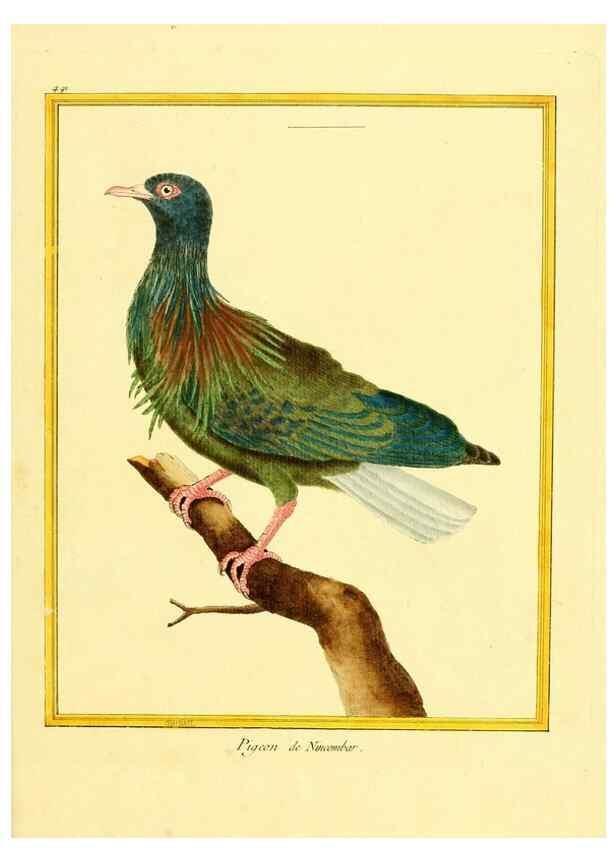 Reproducción/Reproduction 49639323228: Planches enluminées d'histoire naturelle. Paris? :s.n.,1765-1783?. 