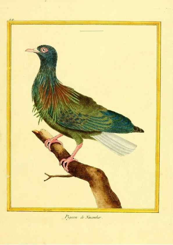 Reproducción/Reproduction 49639323228: Planches enluminées d'histoire naturelle. Paris? :s.n.,1765-1783?. 