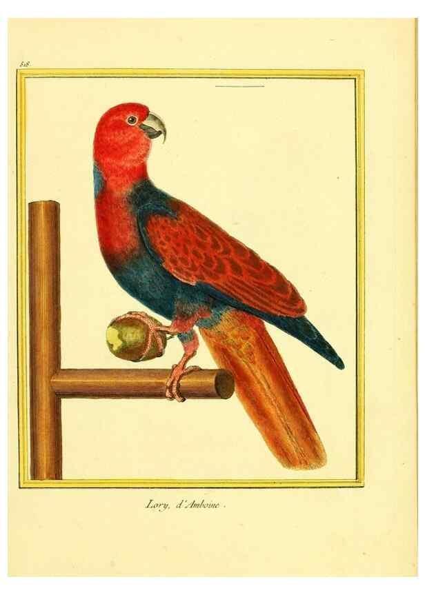 Reproducción/Reproduction 49640283492: Planches enluminées d'histoire naturelle. Paris? :s.n.,1765-1783?. 