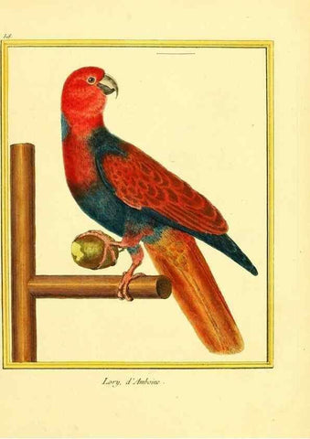 Reproducción/Reproduction 49640283492: Planches enluminées d'histoire naturelle. Paris? :s.n.,1765-1783?. 