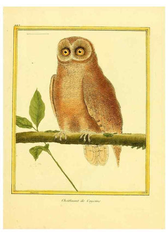 Reproducción/Reproduction 49639306733: Planches enluminées d'histoire naturelle. Paris? :s.n.,1765-1783?. 