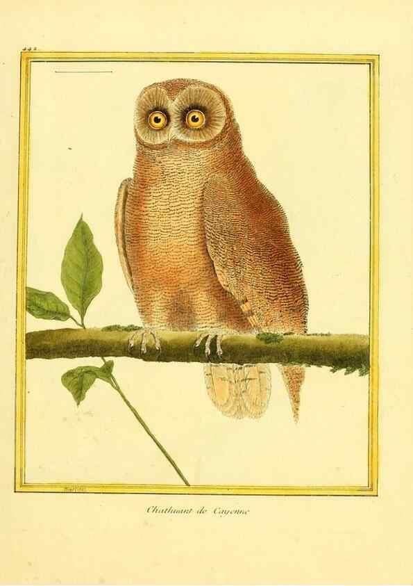 Reproducción/Reproduction 49639306733: Planches enluminées d'histoire naturelle. Paris? :s.n.,1765-1783?. 