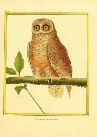 Reproducción/Reproduction 49639306733: Planches enluminées d'histoire naturelle. Paris? :s.n.,1765-1783?. 
