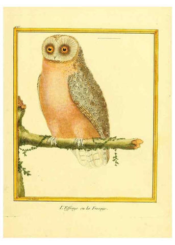 Reproducción/Reproduction 49639831336: Planches enluminées d'histoire naturelle. Paris? :s.n.,1765-1783?. 