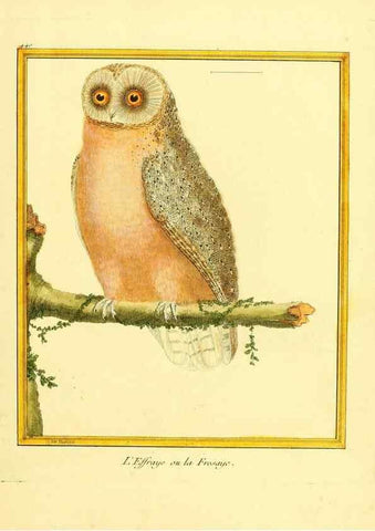 Reproducción/Reproduction 49639831336: Planches enluminées d'histoire naturelle. Paris? :s.n.,1765-1783?. 