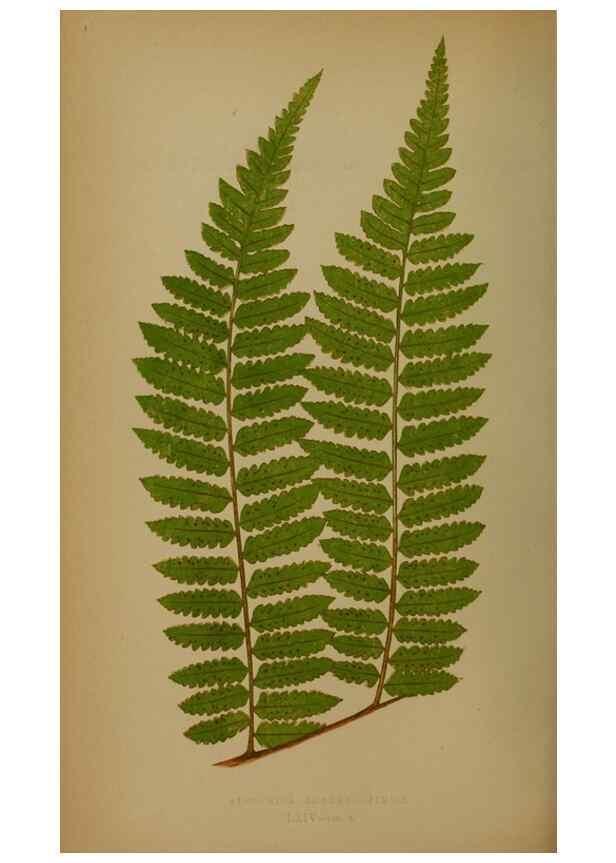 Reproducción/Reproduction 49628483276: Ferns: British and exotic.... London,Groombridge and Sons,1856-60.. 