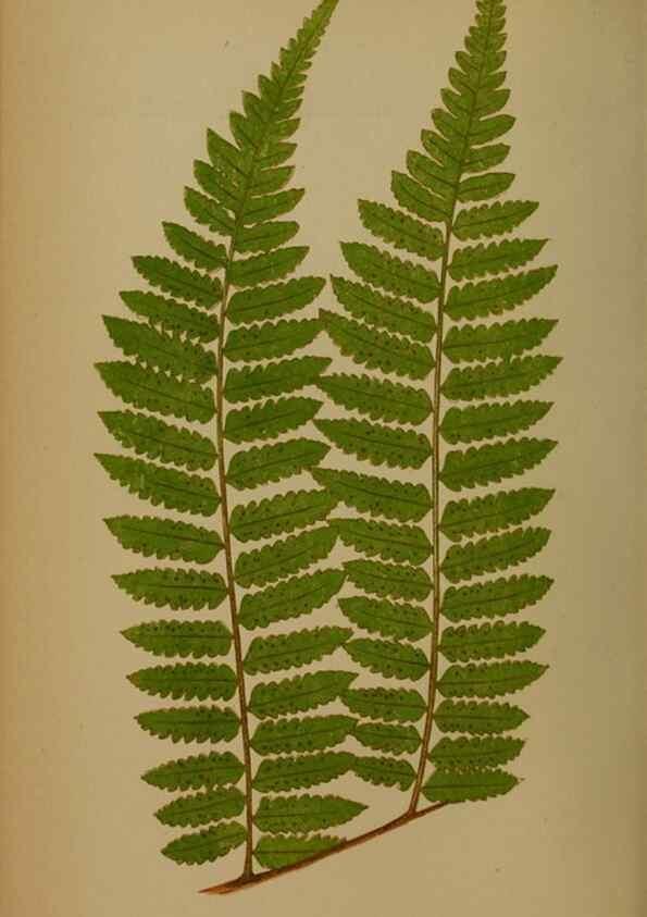 Reproducción/Reproduction 49628483276: Ferns: British and exotic.... London,Groombridge and Sons,1856-60.. 