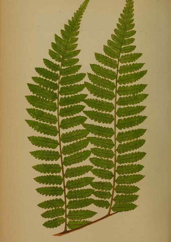 Reproducción/Reproduction 49628483276: Ferns: British and exotic.... London,Groombridge and Sons,1856-60.. 