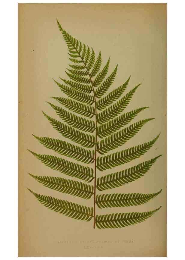 Reproducción/Reproduction 49628483441: Ferns: British and exotic.... London,Groombridge and Sons,1856-60.. 