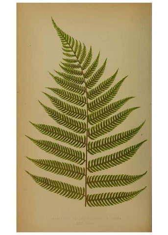 Reproducción/Reproduction 49628483441: Ferns: British and exotic.... London,Groombridge and Sons,1856-60.. 